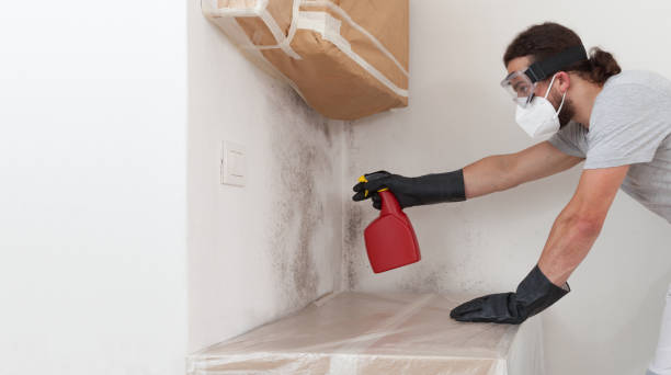 Professional Black Mold Removal technician working in Bellaire, MI