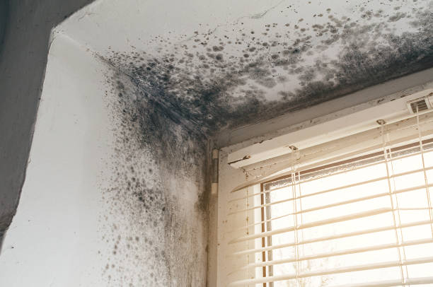 Trusted Black Mold Removal service in Bellaire, MI - Cheap Mold Removal